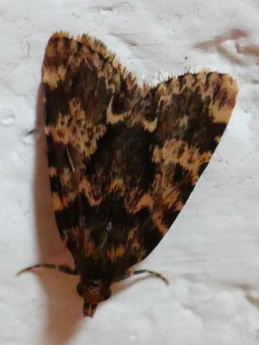 Réf. 347 509 : Aglossa caprealis